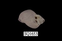 藏品(紫口珊瑚螺)的圖片